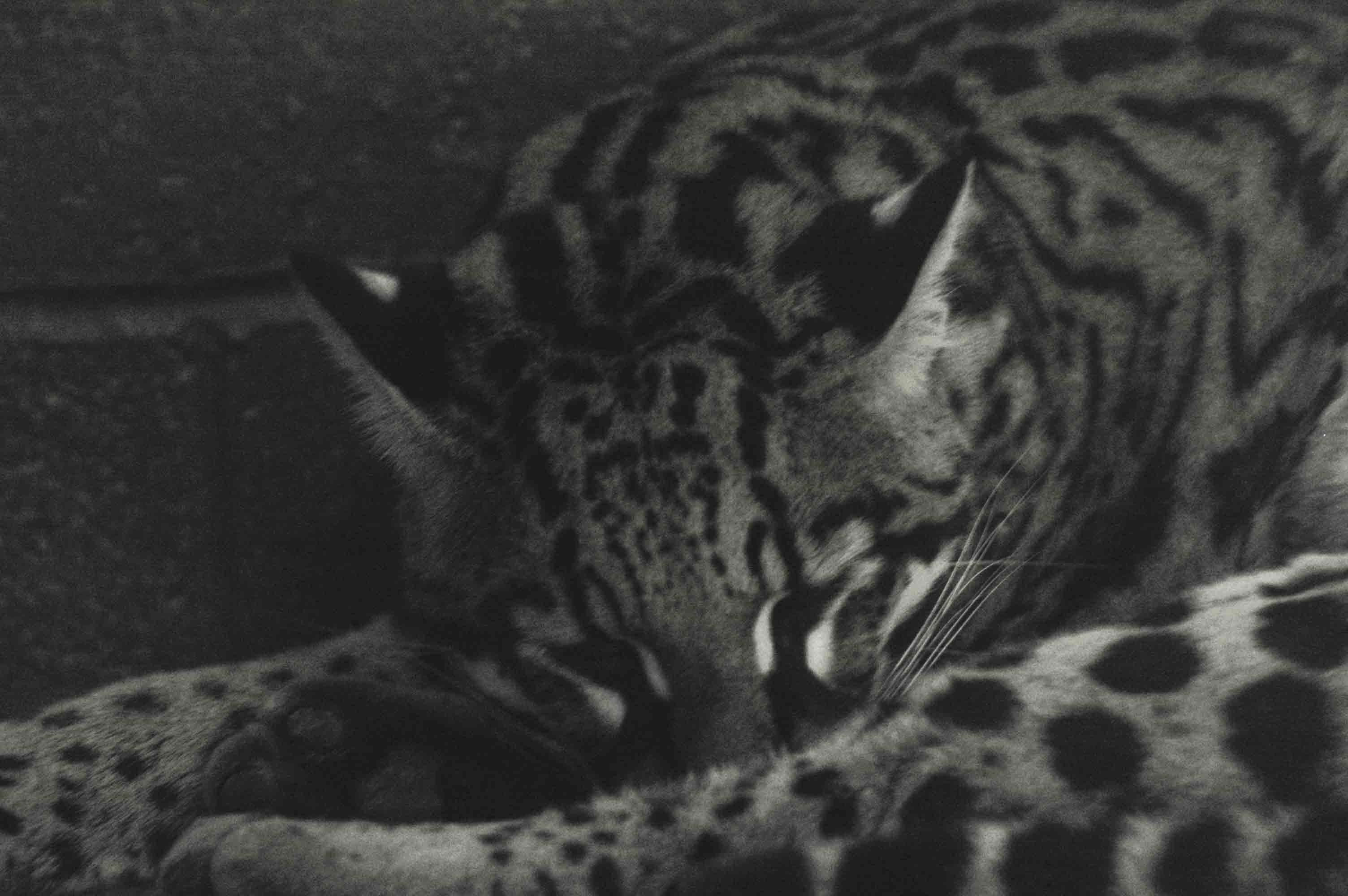 Sleeping Ocelot