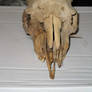 Goat skull 3