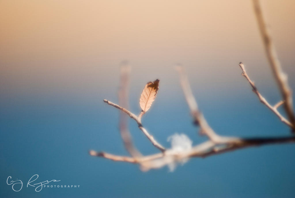 A Winter Leaf