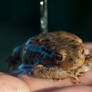 Chillings Toad