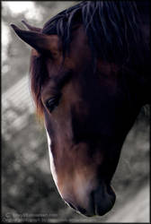 Horse Portrait