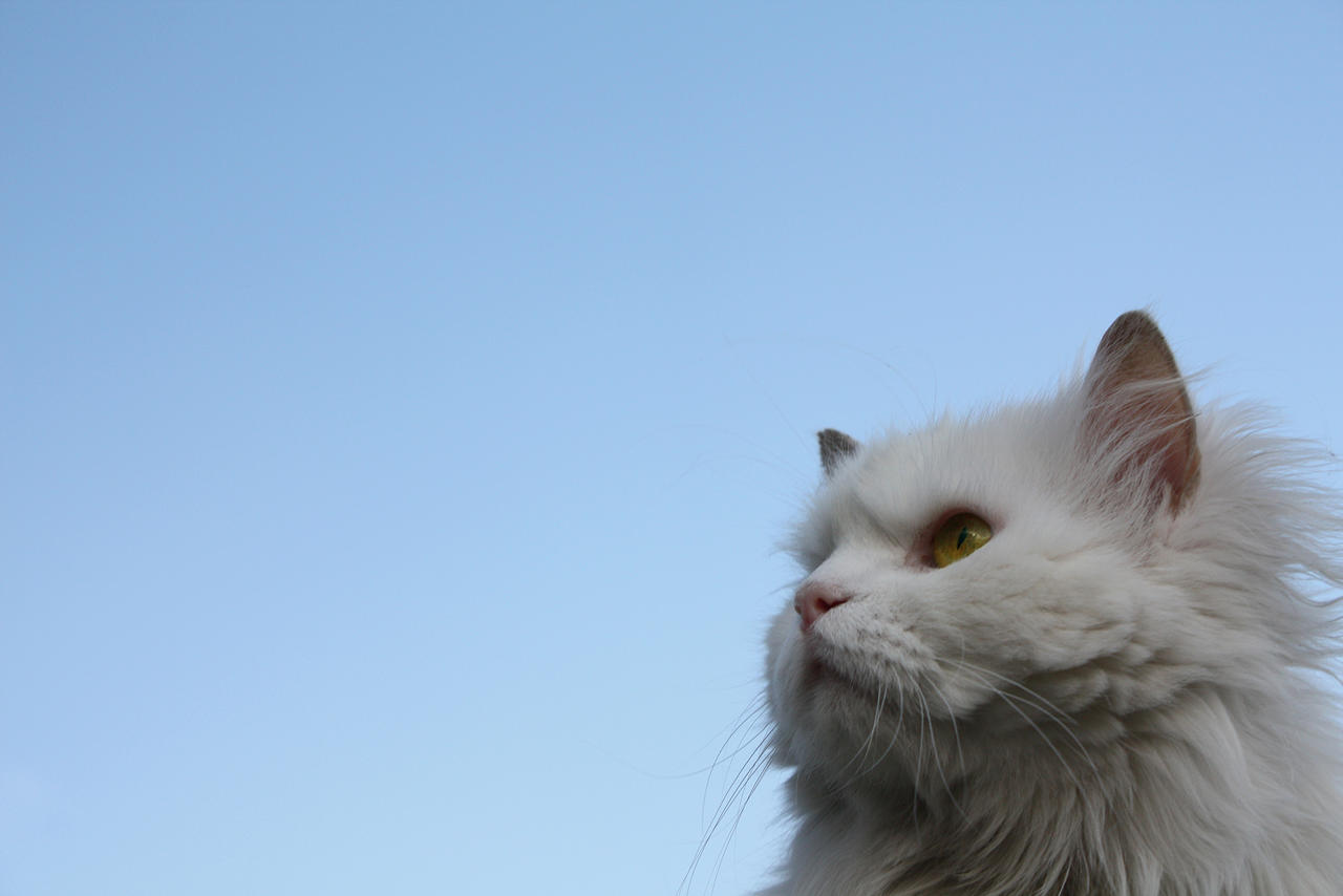 Persian cat - Wallpaper by AnalyzerCro on DeviantArt Persian cat - Wallpaper by AnalyzerCro on DeviantArt