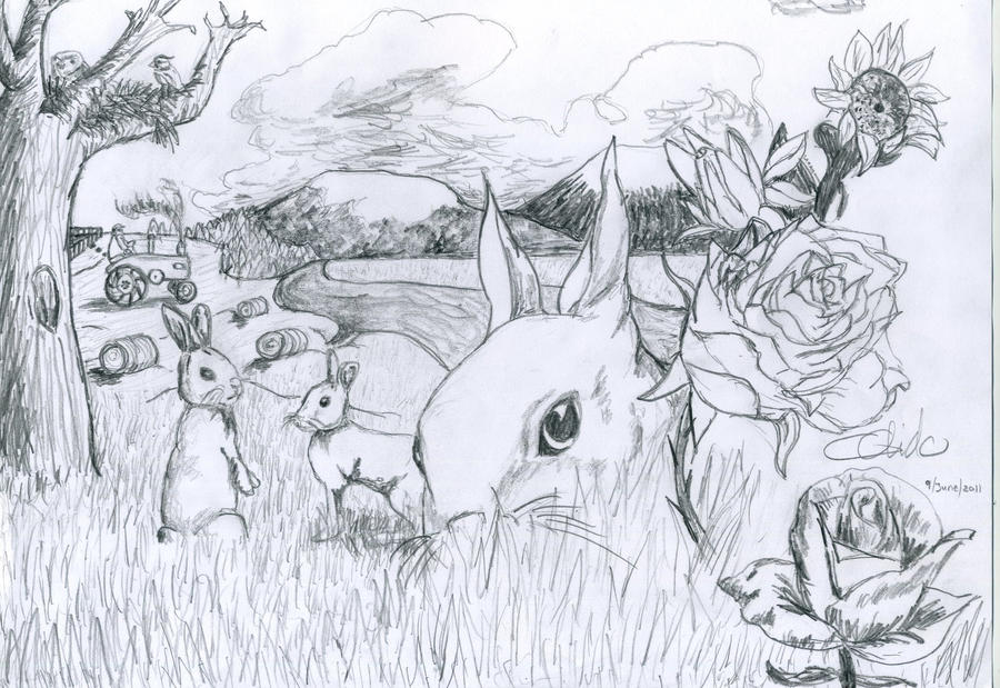Rabbit Field