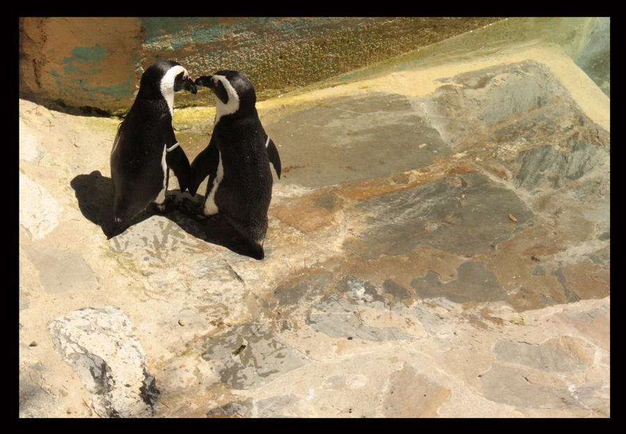 Penguin by CacaoDrinker23 on DeviantArt