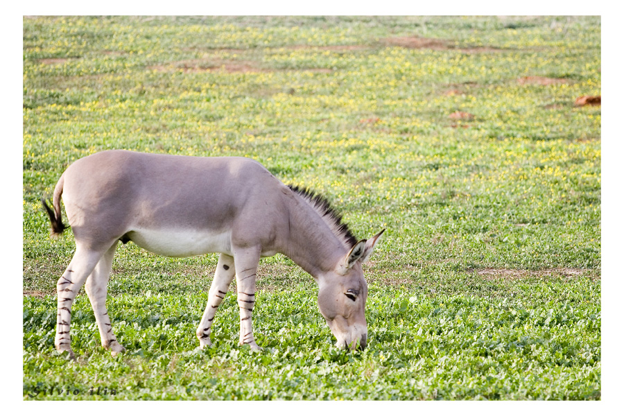 African Wild Ass