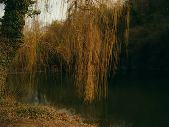 The willow