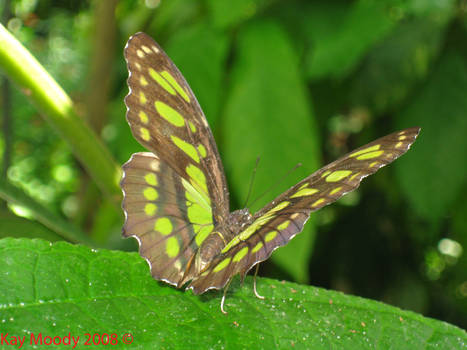 Butterly Garden