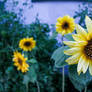Sunflower Playground