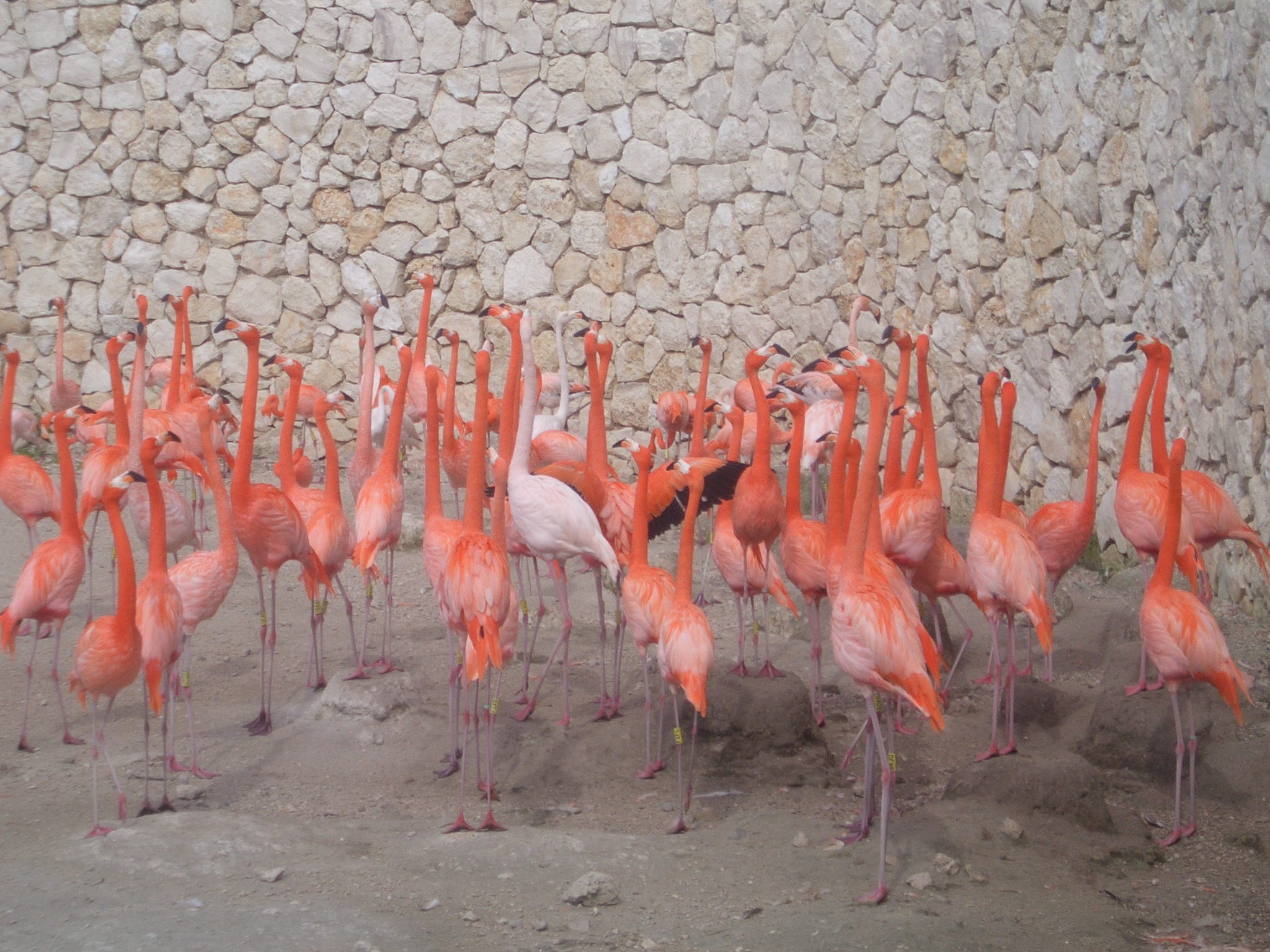 Stock 197- Flamingo Army by Valentine-FOV-Stock on DeviantArt