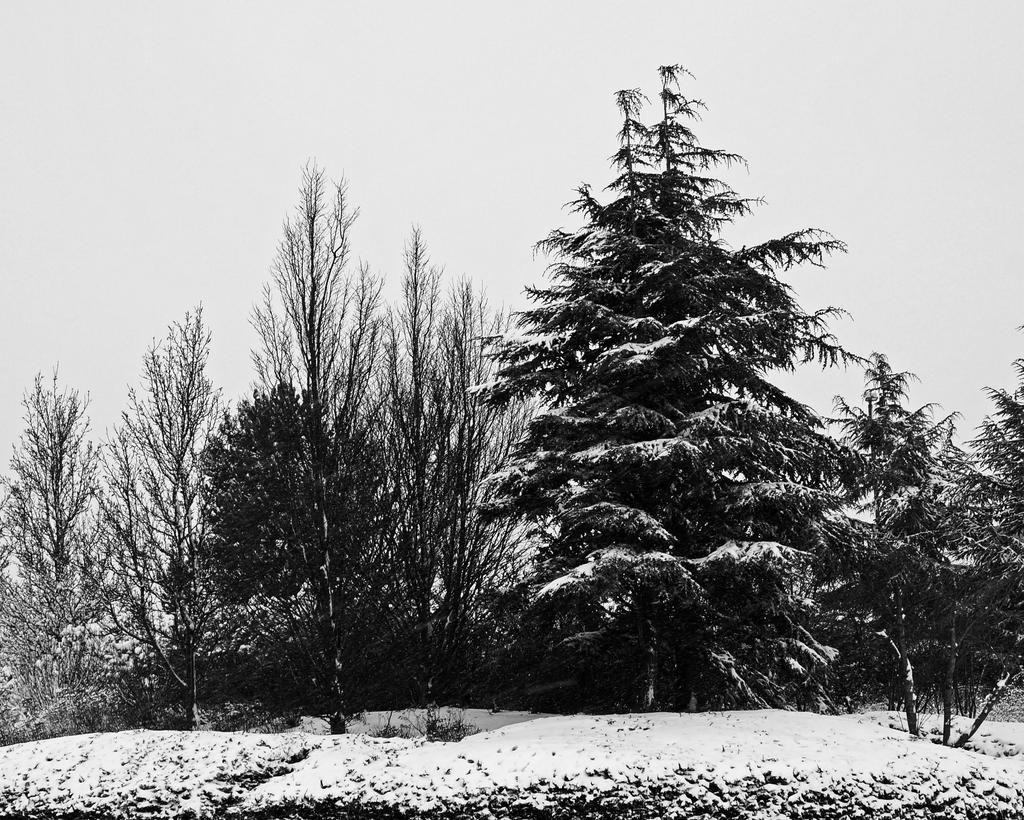 Snowy Trees