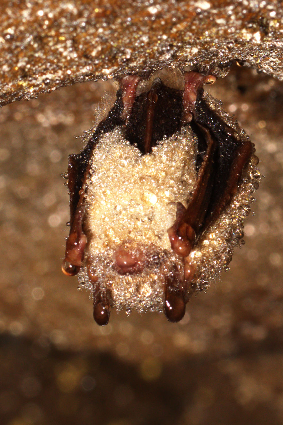 Wet Bat