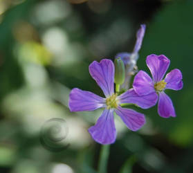 Purple Flower