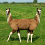 Want a llama, I'll give you llamall