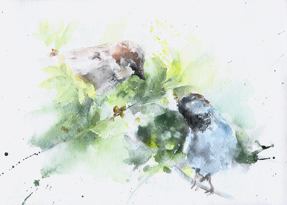 Spring Birds