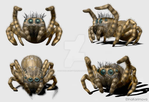Jumping Spider ZBrush