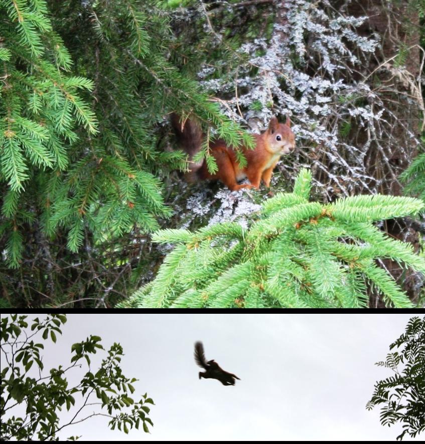 Farm life part the second: Squirrels on the Prowl