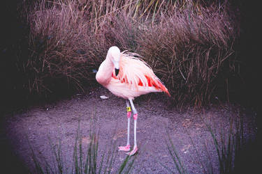 Flamingo