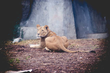 Juvenile Lion