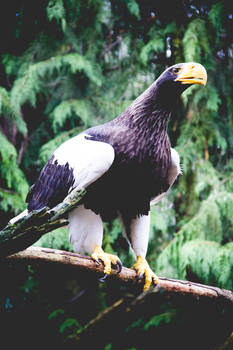 Steller's Sea Eagle