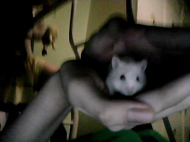 My Hamster