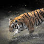 Wading tiger