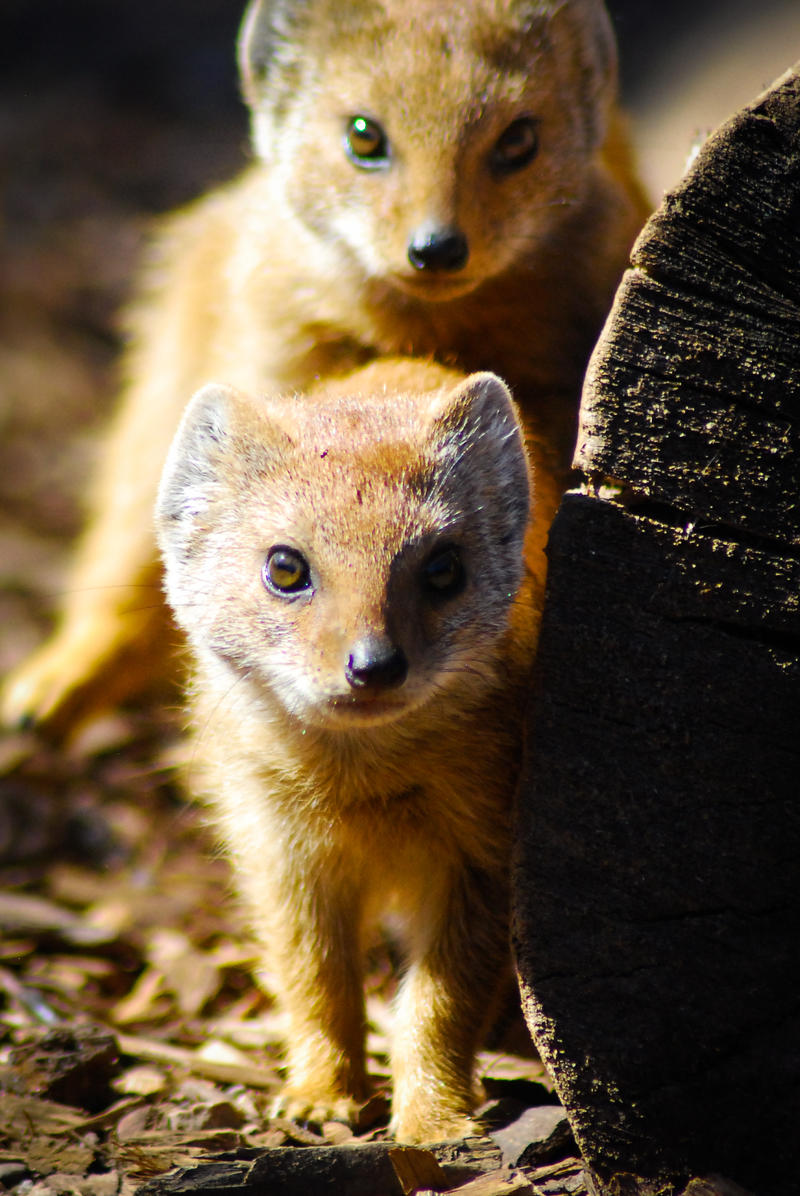 Mongoose 2