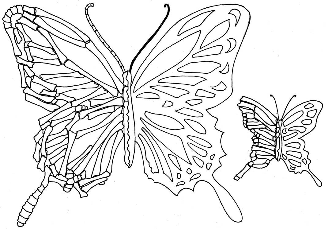 images Drawing Butterfly Skeleton half skeletal half alive butterfly