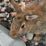 Bunnies Go Meow