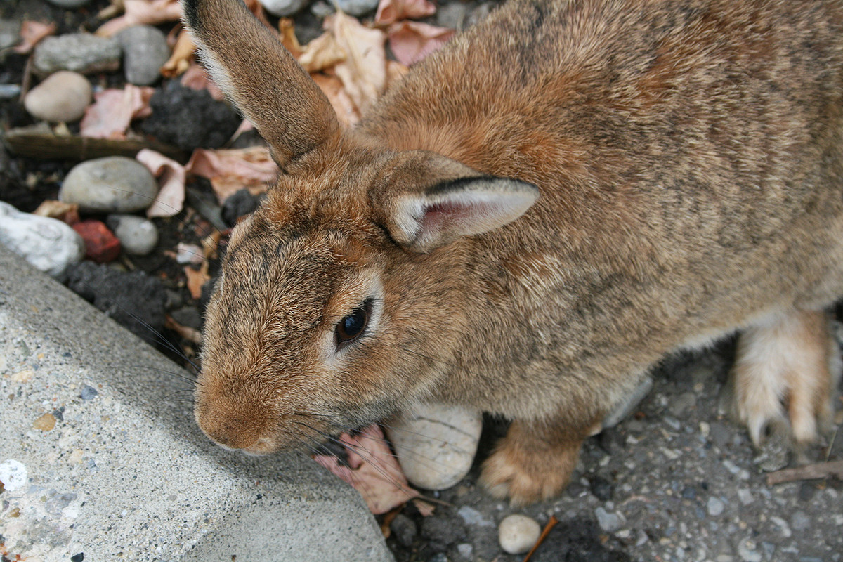 Bunnies Go Meow