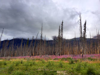 Kootenay Plains Forest Fire