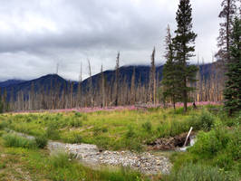 Kootenay Plains, Alberta