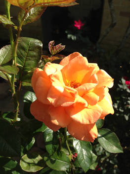 Peach Rose