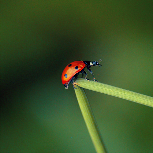 Ladybird