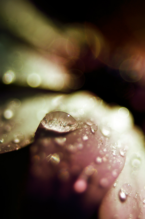 Raindrops