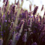 Lavender II