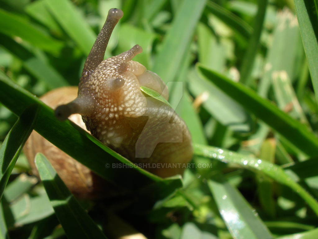 Japanese Racing Snail racing snail by bishibosh1 on DeviantArt
