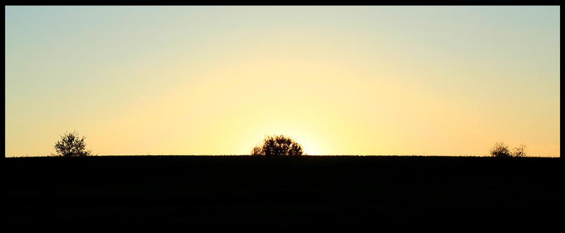 Three Trees