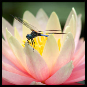 Dragonfly Lotus