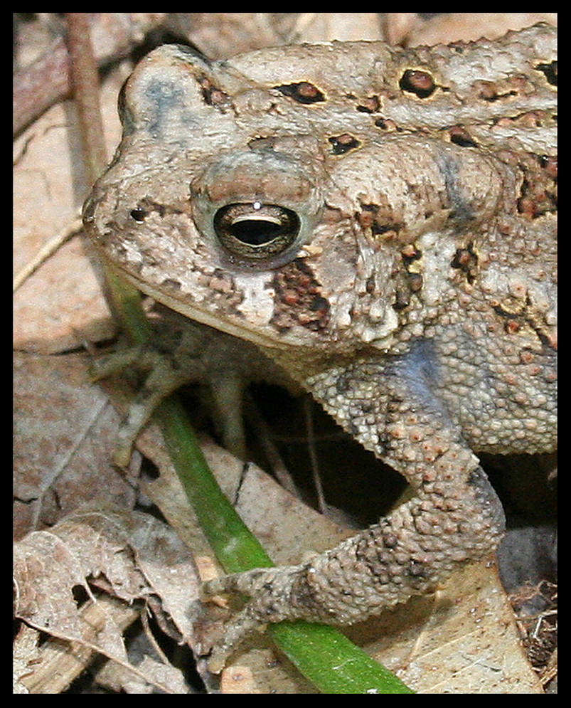 Mister Toad by Jeremyti on DeviantArt