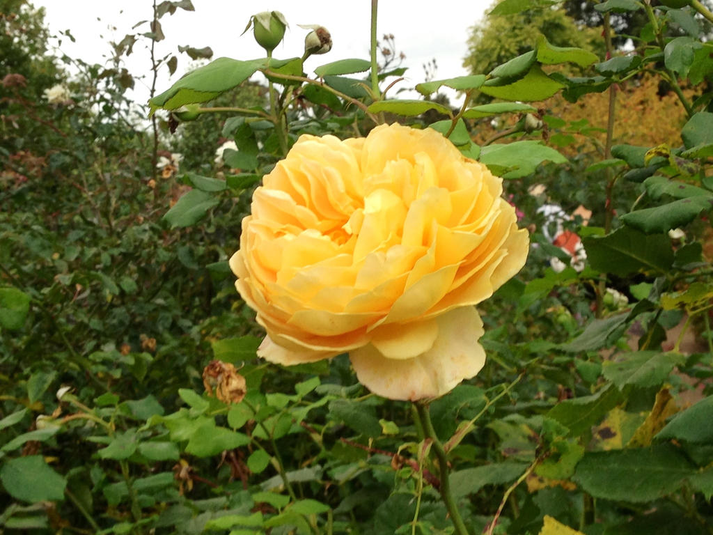 Bell's Rose