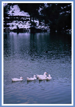 ducks in da golette ..