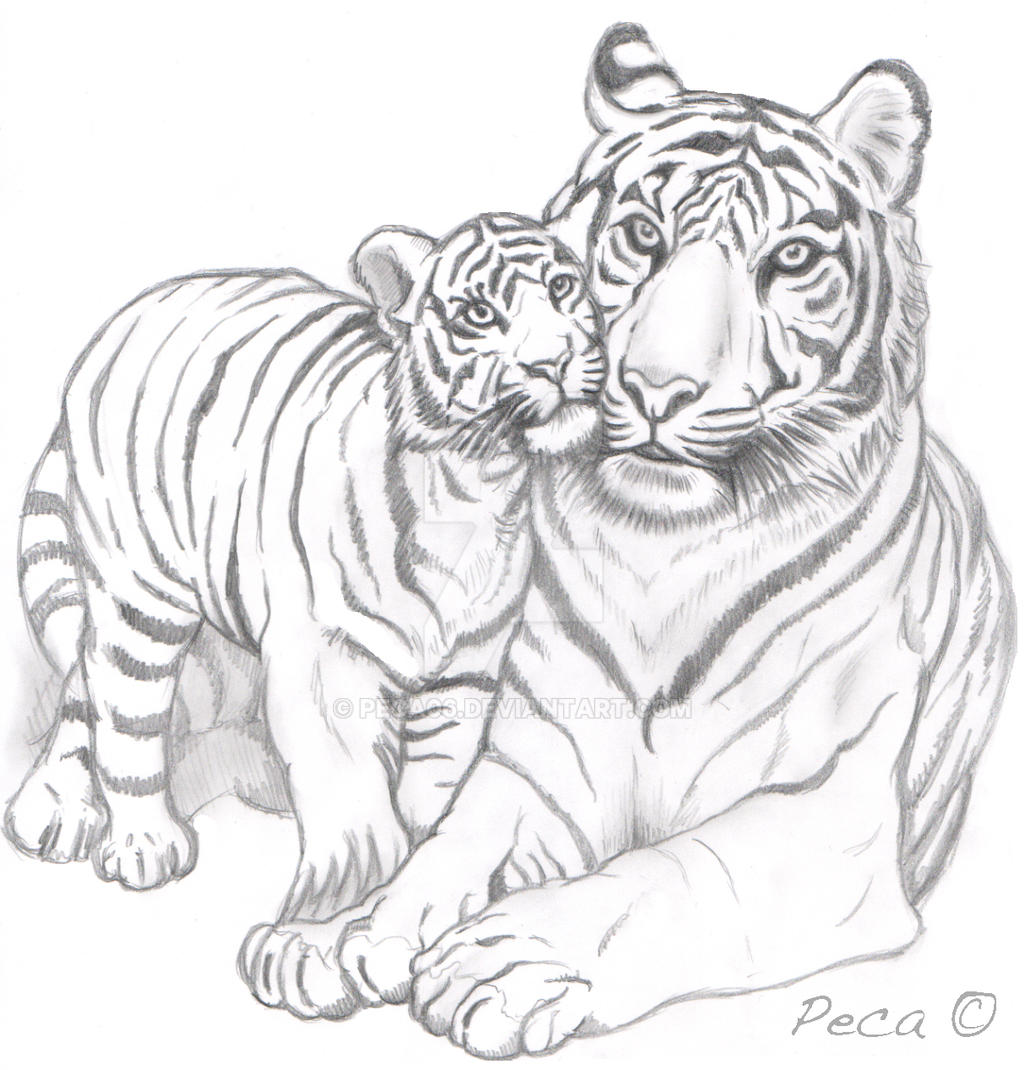 Tiger love