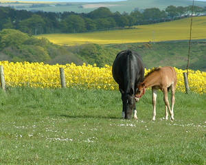 mare and foal stock1