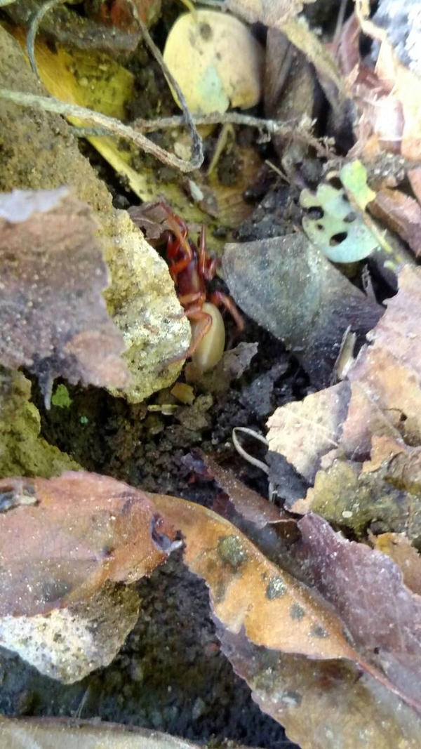 woodlouse spider