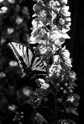 butterfly-