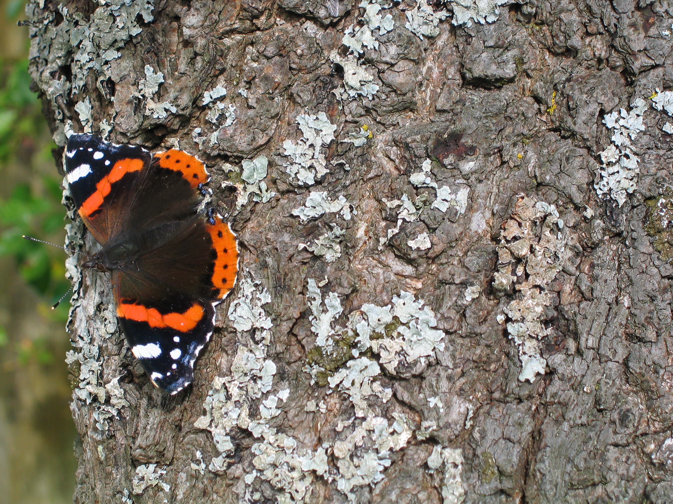 Butterfly on Bark - stock