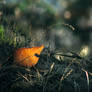 Solitary Autumn