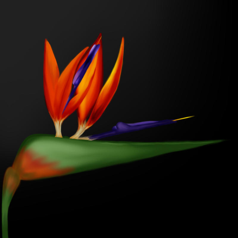 Bird of Paradise 1