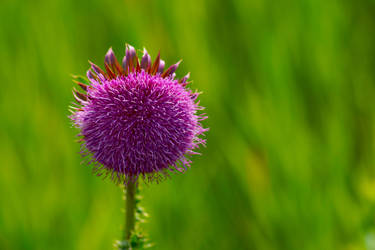 Thistle bowed