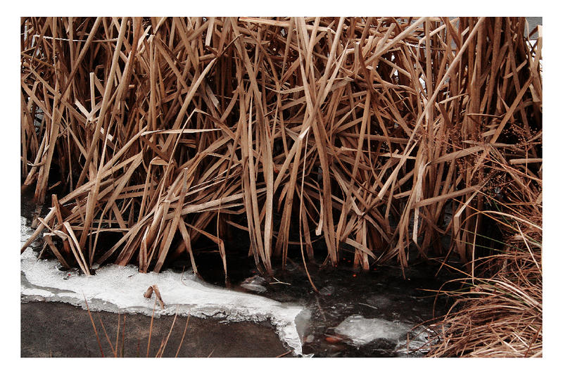 among the reeds by sparschwein on DeviantArt
